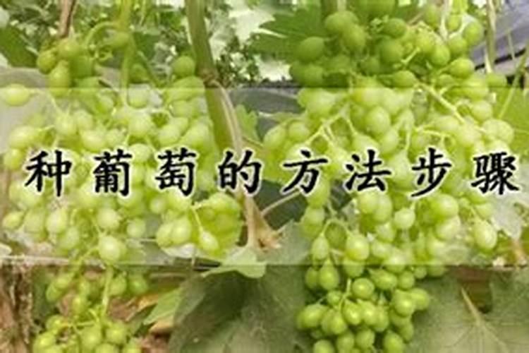 种葡萄的方法步骤？