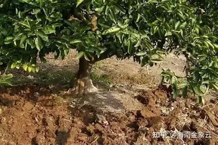 红壤水稻田改作柑橘园的土壤管理