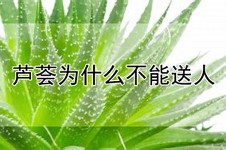 芦荟不能送人的原因（芦荟为什么不能送人）？