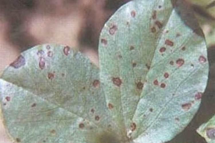 蚕豆赤斑病的预防之道：确保健康收成的关键措施