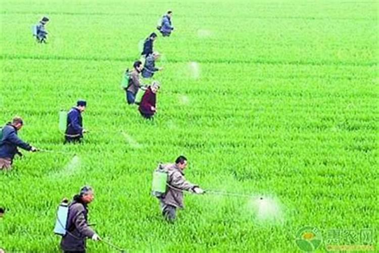 粉剂农药的精准施用：确保农作物安全与提升效果的关键步骤？
