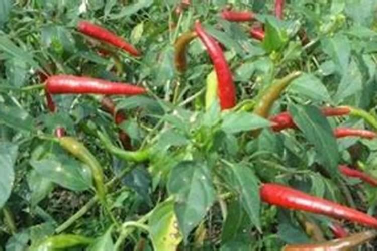 小米辣种植技术与管理