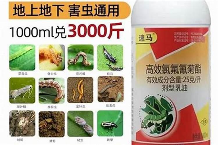 战胜甘蓝蚜虫：有效农药与使用须知