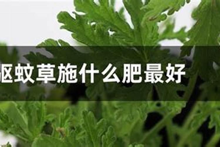 萓蓿草施什么肥最好？