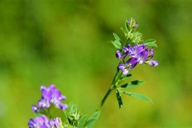 紫花苜蓿种植中怎么施肥