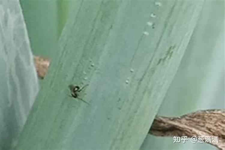 大葱蓟马的防治方法？