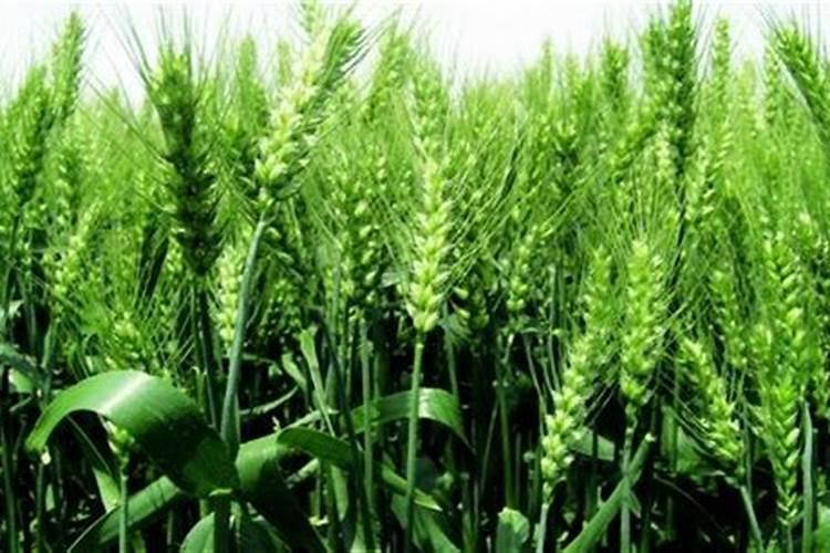 播种希望之田：小麦种植的时间与方法？