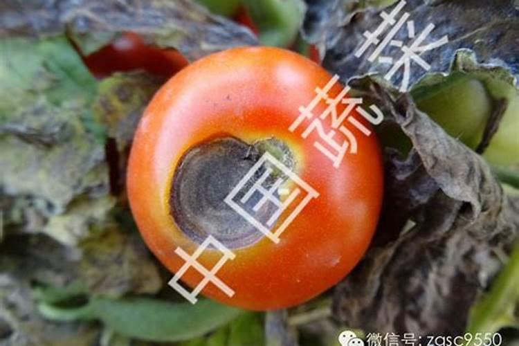 战胜番茄早疫病：化学防治的科学策略