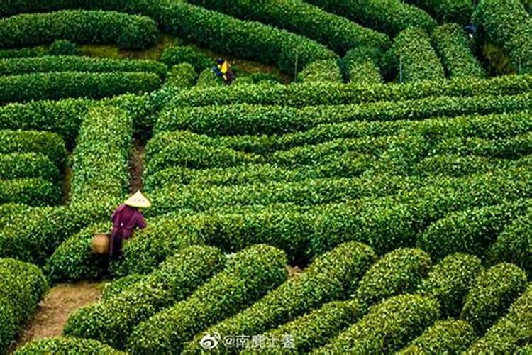 夏季茶园的绿意盎然：精细化管理技术揭秘
