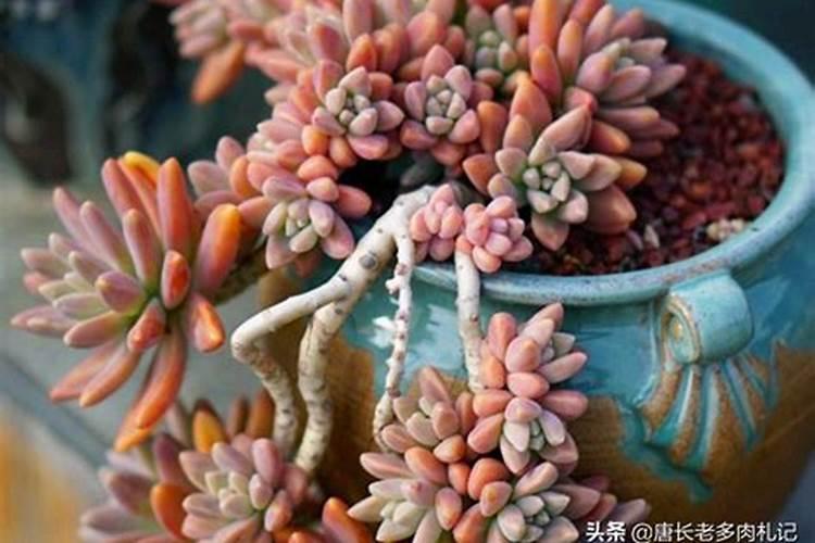 黄丽的养殖方法和注意事项