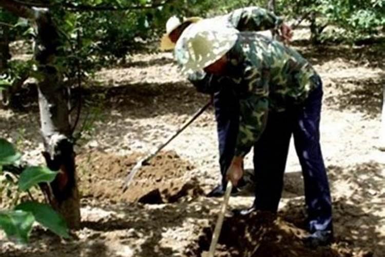 春季梨树主要病虫害防治技术要点