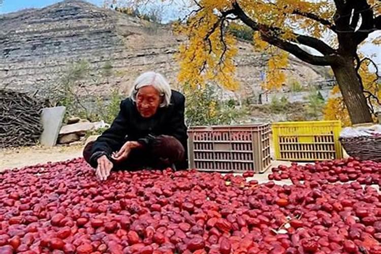 大枣生产提升之道：精细化栽种管理策略解析