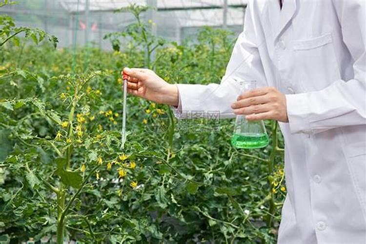 种子处理的农药应用：确保作物健康与产量的关键步骤