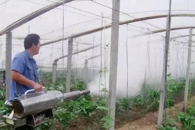 大棚用药降低湿度：策略与实践
