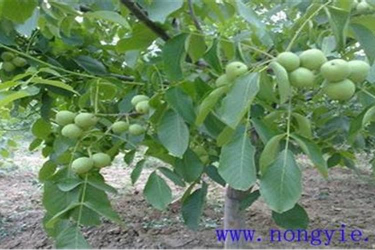 核桃落花落果原因是什么？如何防治核桃落花落果