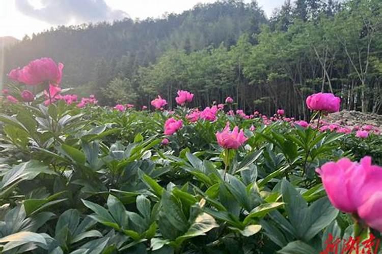 芍药绽放：田间管理的艺术与科学