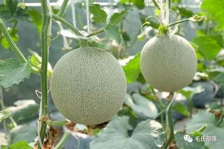 9013甜瓜种植技术