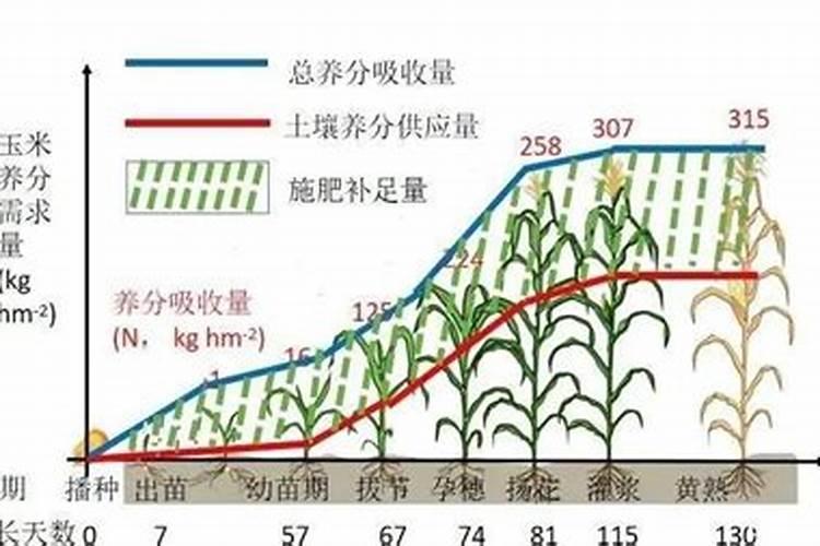 紫竹的养分需求与施肥秘籍