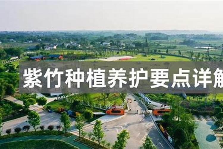 紫竹栽培时应该怎样养护管理？