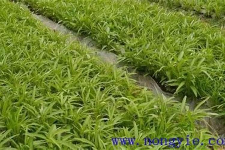 无公害空心菜种植要点