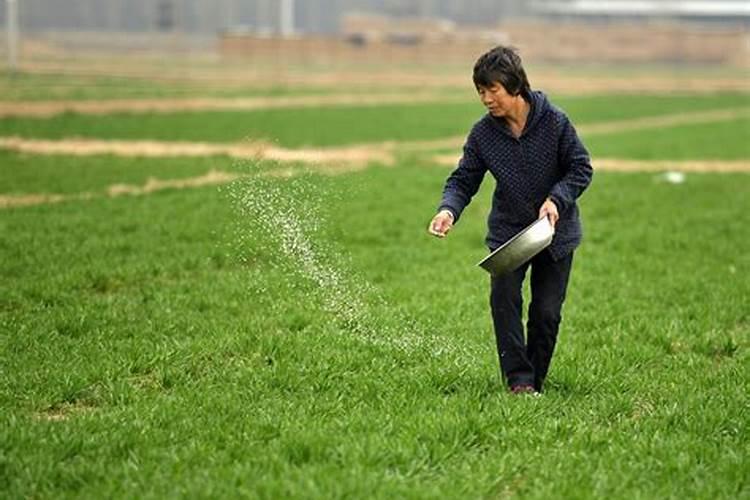 小麦拔节期：正确施肥策略与营养管理