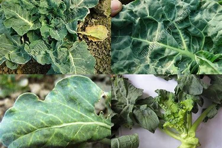 青花菜缺素发生原因