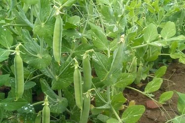 豌豆的需肥特点与施肥技术深度解析？