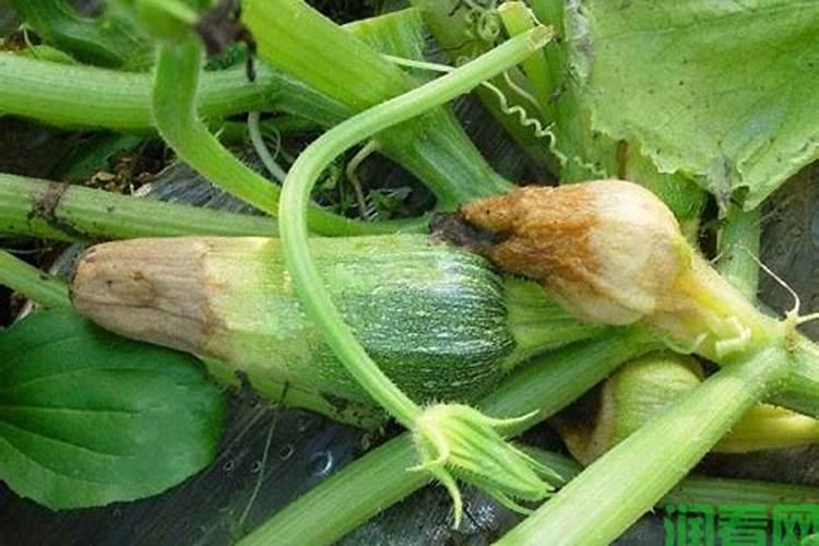 种西葫芦如何防治西葫芦菌核病？