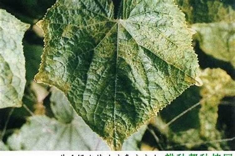 罗汉果发生严重花叶病，什么药防治效果好？