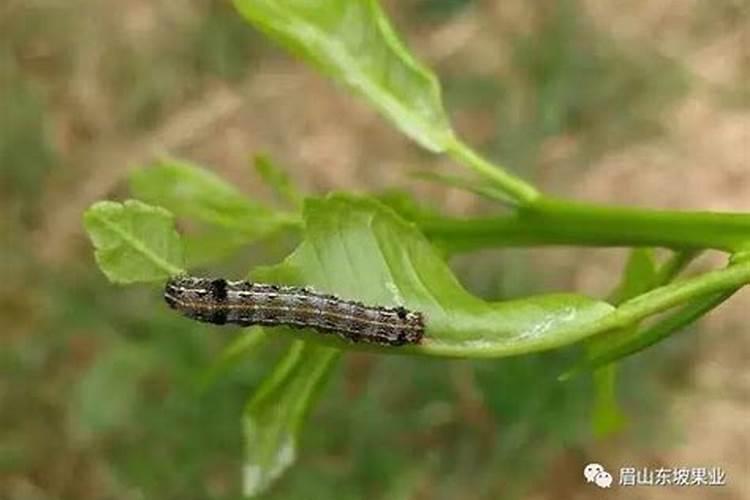 菊花斜纹夜蛾防治攻略：科学用药，守护花园之美