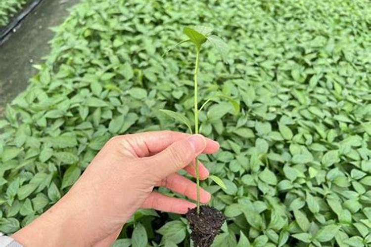 茄子育苗期间需分苗的原因是什么？