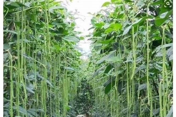 豆角栽培全攻略：掌握正确时机与方法，丰收不是梦？