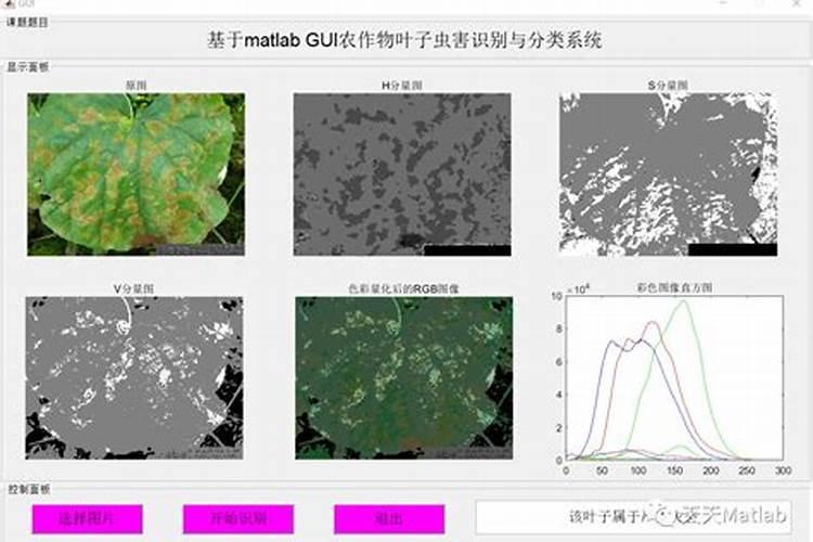 亚麻守护者：识别与防治常见病害全攻略