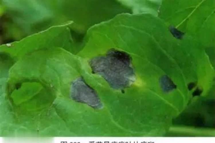 战胜番茄脐腐病：有效的防治策略解析