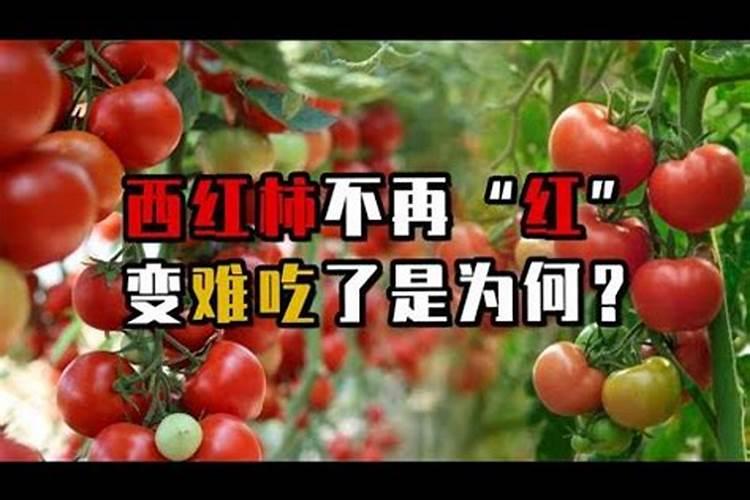 田间侦探：揭开番茄异常背后的真相