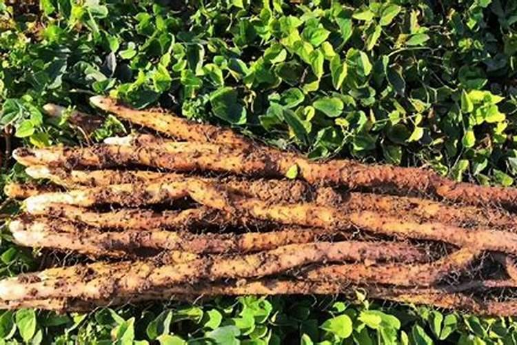 掌握铁棍山药种植技巧，收获甘甜健康之源