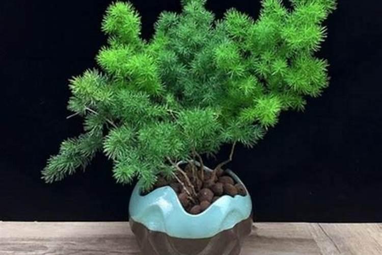 蓬莱松的温馨伴侣：卧室中的绿色守护者