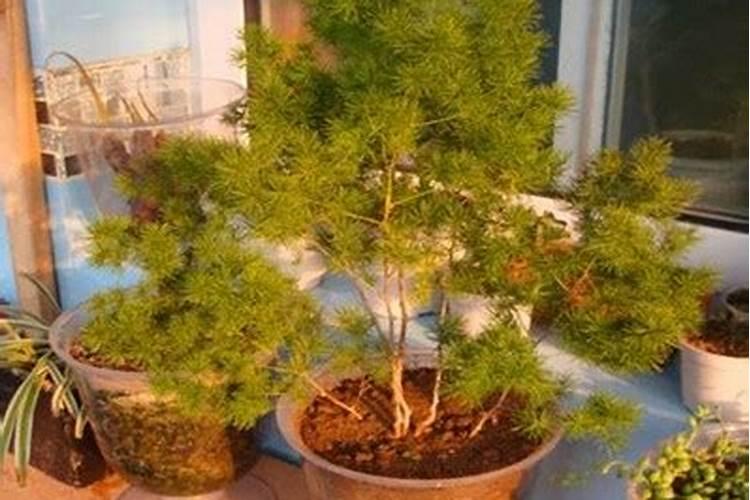 蓬莱松可以放卧室吗？不可以/风水不好且不利于生长