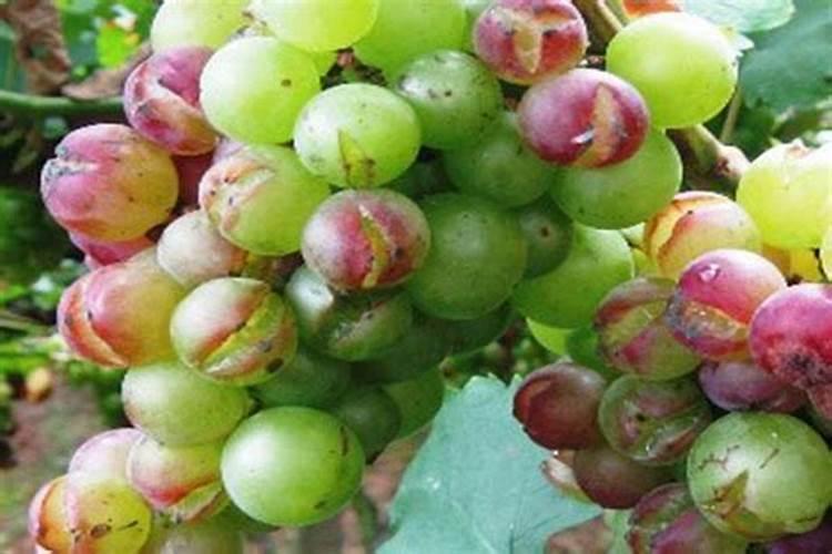 揭秘葡萄易裂果防治的绝招：守护甘甜果实的艺术