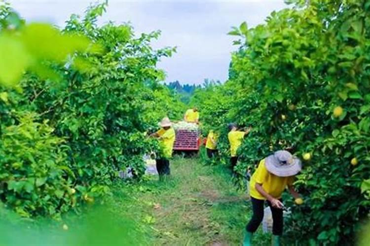 山间甘露：山地柠檬种植的艺术与科学