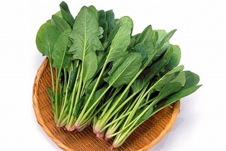 菠菜叶子发黄什么原因，菠菜叶子发黄怎么办？