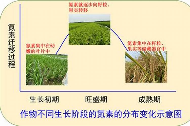 鱼蛋白含有多少氮元素呢？