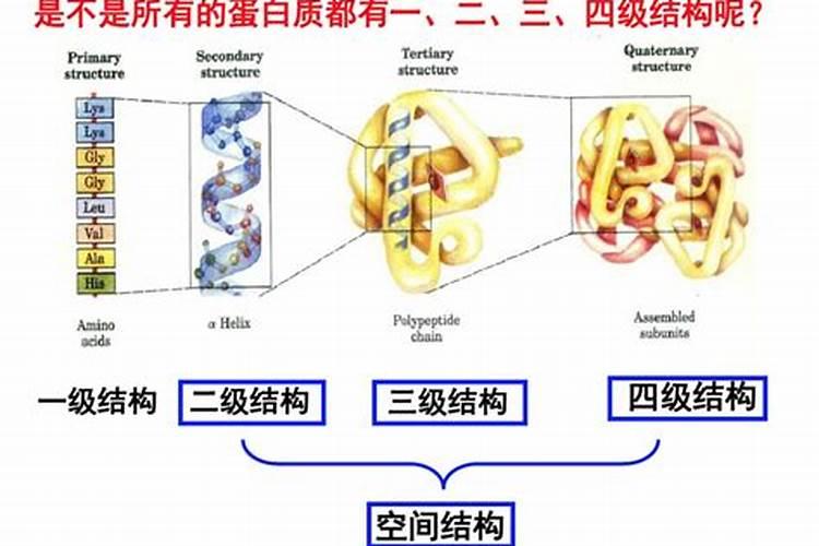 蛋白质由什么组成