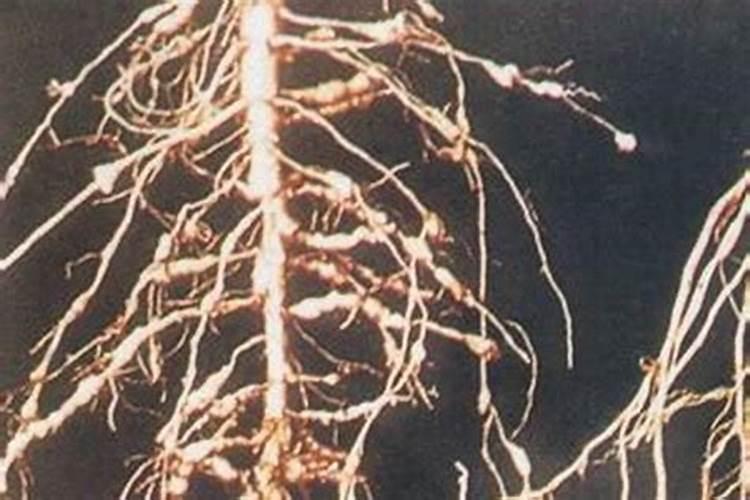 战胜田间隐形杀手：谷子钻心虫的克星
