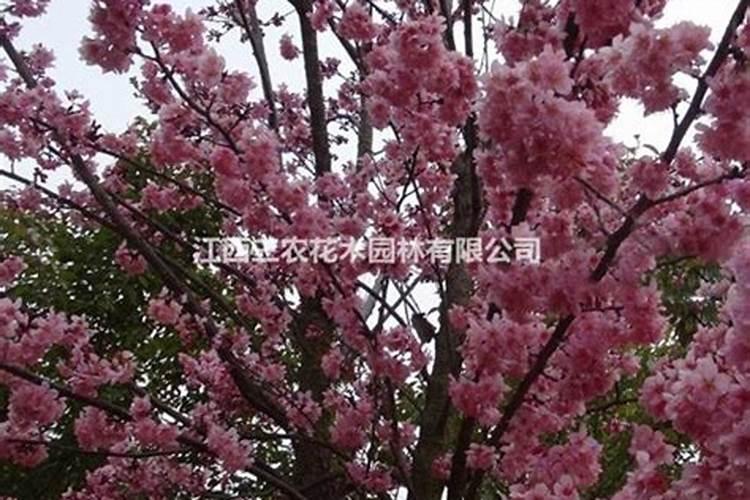 樱花苗木施肥技术