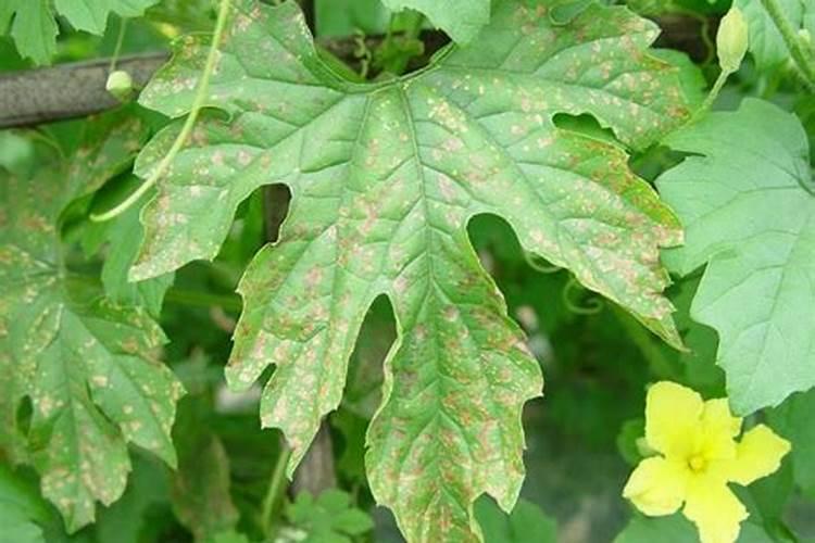 绿色守护：苦瓜细菌性叶斑病的综合药剂防治策略