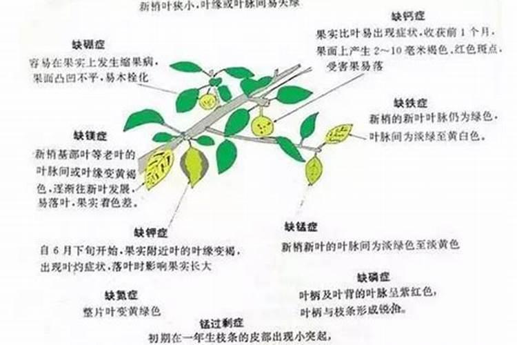 揭秘：作物缺素症背后的真相