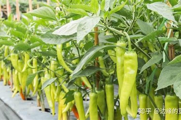 辣椒苗卷叶是什么原因？