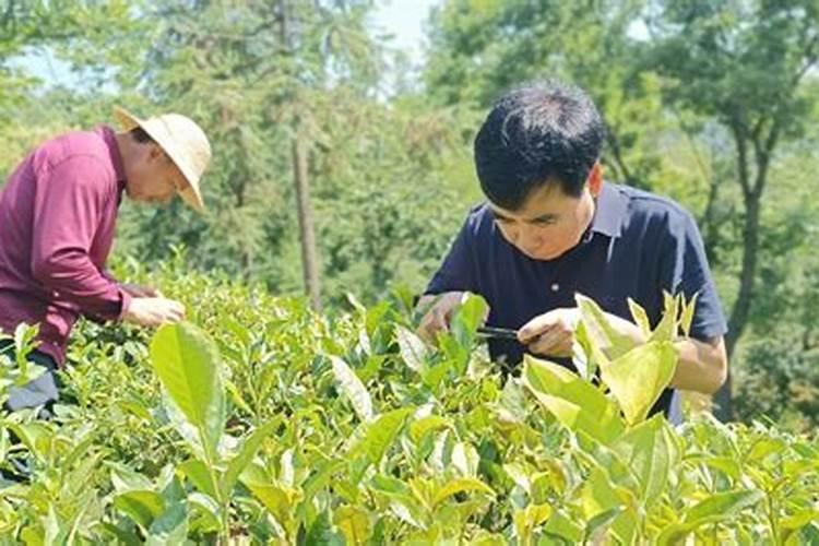 守护绿叶之盾：物理防治在茶树虫害管理中的智慧应用