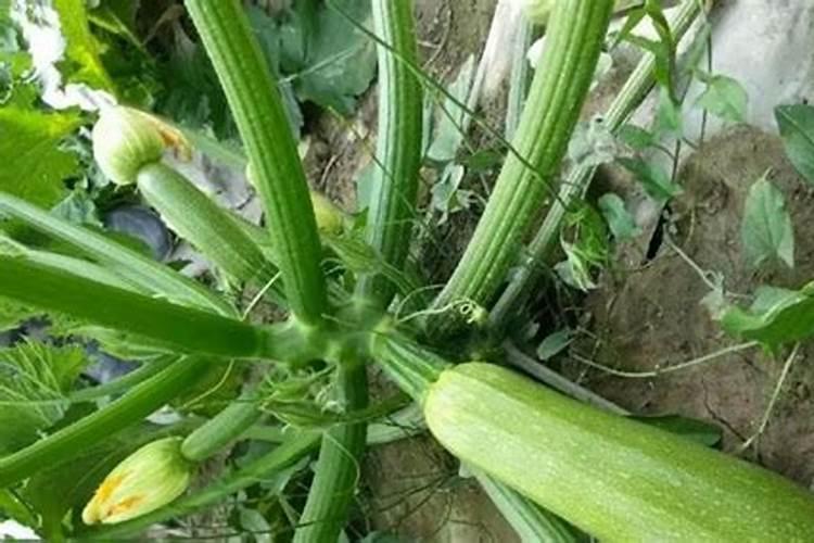 掌握洋角瓜种植技巧，轻松享受健康美味